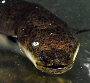 Anguilla Reinhardtii