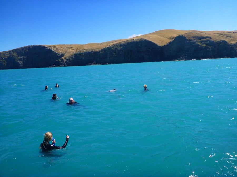 akaroa dolphins 3