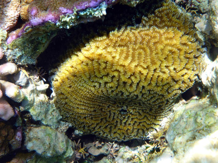 yellow brain coral