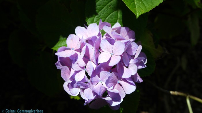 pink hydrangea - auckland