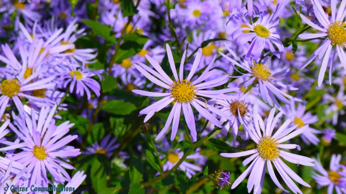 Purple Asters taking in the sun