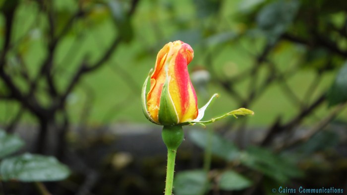 rose emerges complete with aphids - london