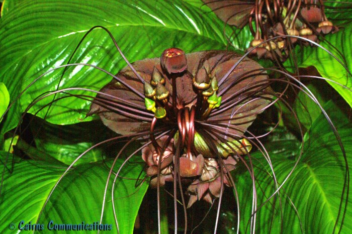 Tacca Chantrieri or Black Bat Plant - san francisco