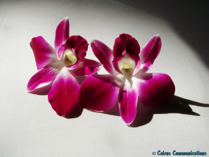 Thai Orchards left on our bed each day in Phuket