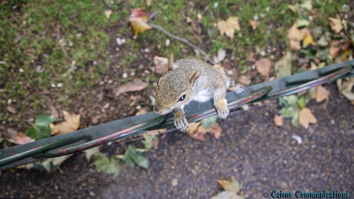 Hyde Park Squirrel
