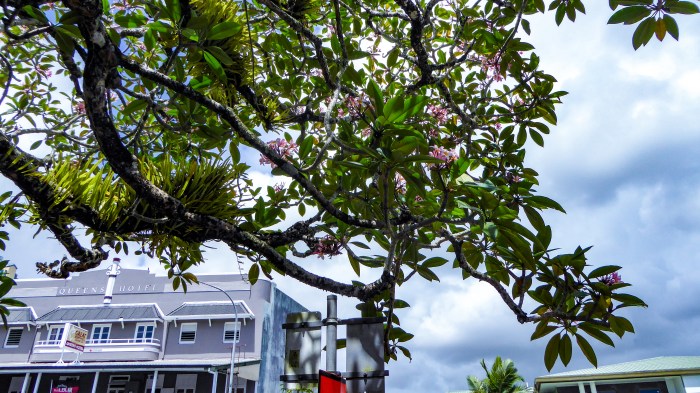 Innisfail tropical plants and art deco_