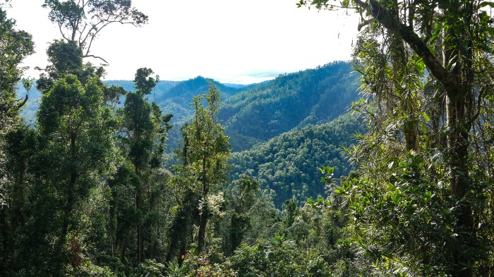 North Qld Rainforest