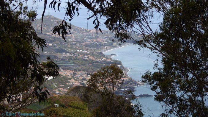 Yes they are gum trees