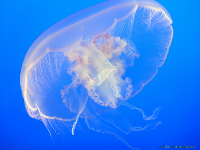 monterey jellyfish 1