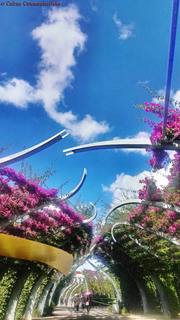 Southbank Bouganvillea In Bloom