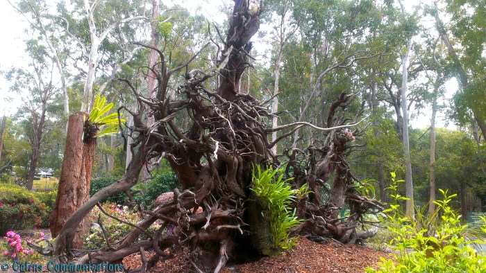 Dorrigo Rainforest Centre