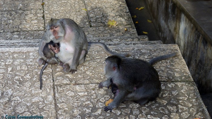 Monkey mothers and babies at Temple in Bali