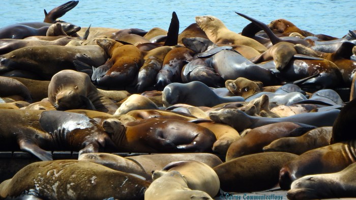 Pier 39 San Francisco seal siesta