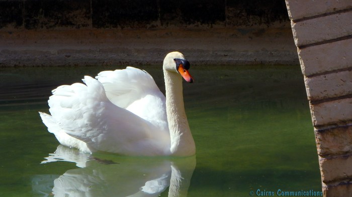 Swan at Mallorca cathedral