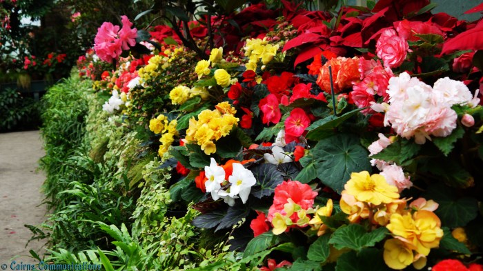 Auckland Winter garden