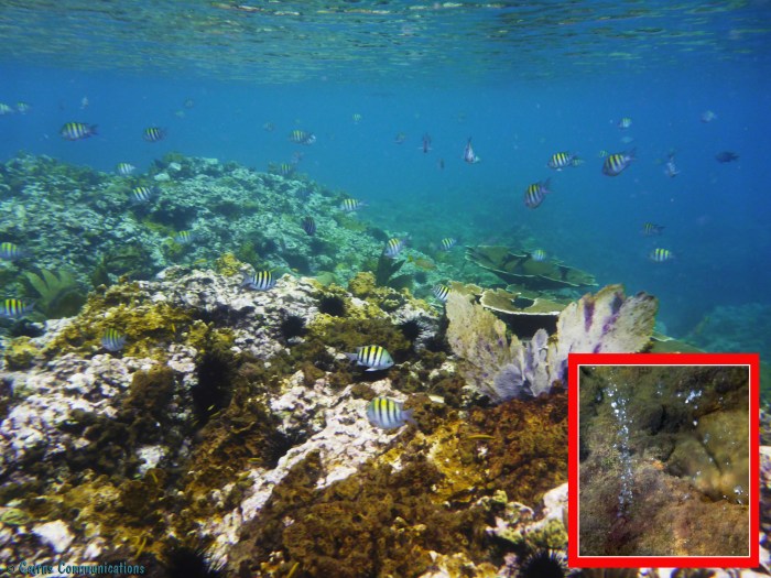 Champagne Reef, Dominica