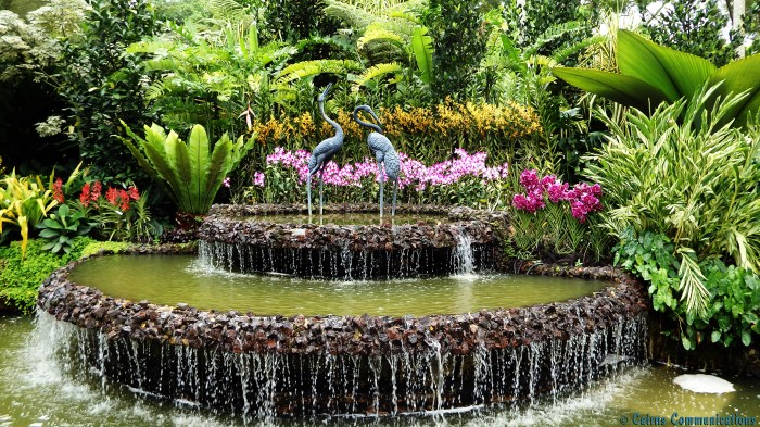 Singapore Orchids