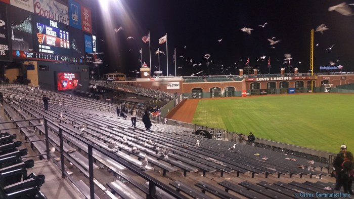 San Francisco Seagulls