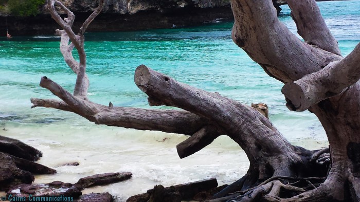 Isle Of Pines driftwood