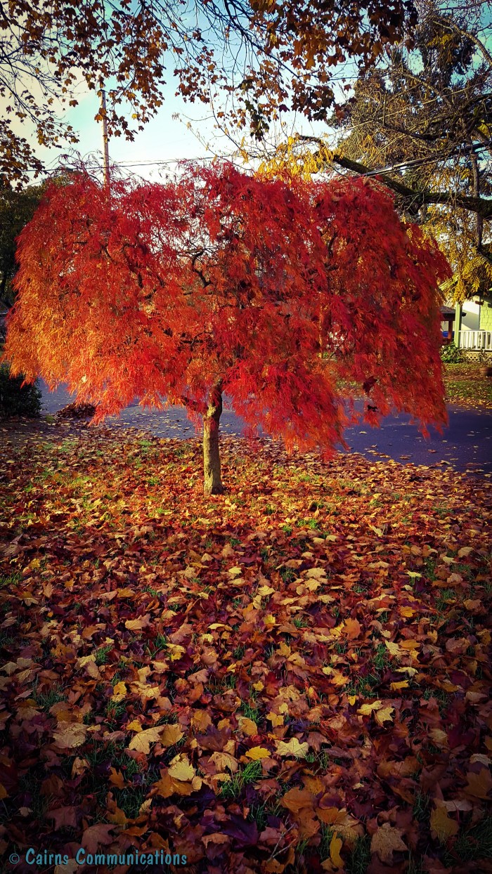 Portland Fall Colour